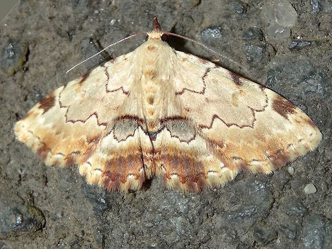 Hypeninid moth (Sandava xylistis) About 22mm across. Patterns include fine wavy lines, solid grey and brown patches and spots, 
This one is a particularly fresh and intact example with most of it's scales.
Found in a local nature reserve adjoining national park. Australia,Geotagged,Sandava xylistis,Spring