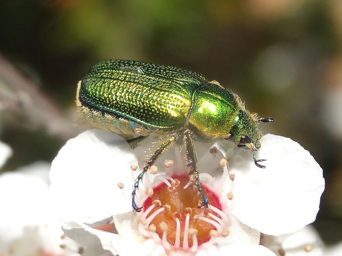 Green flower scarab (Diphucephala colaspidoides) For a short time in Spring these can appear in vast numbers to make the most of Leptospermum flowers.<br />
<figure class="photo"><a href="https://www.jungledragon.com/image/36996/green_flower_scarabs_diphucephala_colaspidoides_.html" title="Green flower scarabs (Diphucephala colaspidoides )"><img src="https://s3.amazonaws.com/media.jungledragon.com/images/2532/36996_thumb.JPG?AWSAccessKeyId=05GMT0V3GWVNE7GGM1R2&Expires=1759968010&Signature=5SFSV4uESrlIctgpg1Ak%2F0O9wY8%3D" width="200" height="150" alt="Green flower scarabs (Diphucephala colaspidoides ) The warmth of the day, and the dense flushes of and endemic leptospermum flowers, drew out huge numbers of these very metallic blue-green beetles. Each was about 12mm long. The underside is creamy pale and heavily ribbed. The legs often take on other colours also including dark blue to red. Overall they produced quite a spectacle and sometimes weigh the shrubs down to almost breaking point.<br />
Many other species of beetles were competing for these flowers but when these ones got to a certain highg density the others left for a quieter bush of their own.<br />
See a single beetle here... <br />
http://www.jungledragon.com/image/37102/green_flower_scarab_diphucephala_colaspidoides.html Australia,Diphucephala colaspidoides,Geotagged,Leptospermum,Pollenator,Scarab,Scarabaeidae,Spring" /></a></figure><br />
These scarabs are about 12mm long. <br />
The underside is creamy pale and heavily ribbed. The legs often take on other colours also including dark blue to red.<br />
 Australia,Diphucephala colaspidoides,Geotagged,Spring