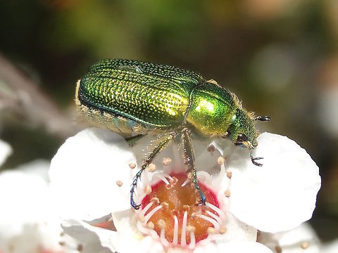 Green flower scarab (Diphucephala colaspidoides) For a short time in Spring these can appear in vast numbers to make the most of Leptospermum flowers.
http://www.jungledragon.com/image/36996/green_flower_scarabs_diphucephala_colaspidoides_.html
These scarabs are about 12mm long. 
The underside is creamy pale and heavily ribbed. The legs often take on other colours also including dark blue to red.
 Australia,Diphucephala colaspidoides,Geotagged,Spring