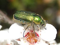 Green flower scarab (Diphucephala colaspidoides) For a short time in Spring these can appear in vast numbers to make the most of Leptospermum flowers.<br />
http://www.jungledragon.com/image/36996/green_flower_scarabs_diphucephala_colaspidoides_.html<br />
These scarabs are about 12mm long. <br />
The underside is creamy pale and heavily ribbed. The legs often take on other colours also including dark blue to red.<br />
 Australia,Diphucephala colaspidoides,Geotagged,Spring