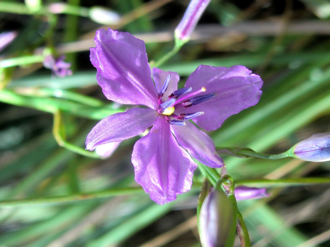 Chocolate Lily (Arthropodium strictum) The Chocolate Lily is so called because of a chocolate-like perfume from the flowers in spring and summer. <br />
Plants to about a metre tall.<br />
Found in small patches in a local national park. Australia,Dichopogon strictus,Geotagged,Spring