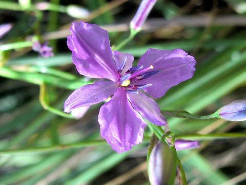 Chocolate Lily (Arthropodium strictum) The Chocolate Lily is so called because of a chocolate-like perfume from the flowers in spring and summer. 
Plants to about a metre tall.
Found in small patches in a local national park. Australia,Dichopogon strictus,Geotagged,Spring