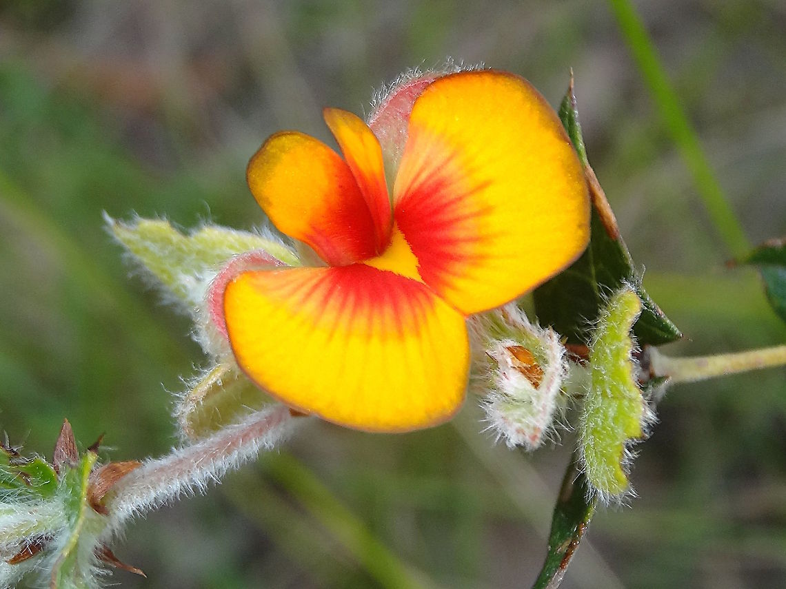 Common Flat-pea  (Platylobium obtusangulum) Plant is low, long stems with pointy, almost jagged, triangular leaves. <br />
Flowers appear regularly along the stems. Each flower is about 18mm wide.<br />
In a dry sclerophyll forest dominated by silver leafed stringybark eucalyptus. <br />
Baluk William Flora Reserve. Australia,Common Flat-pea,Geotagged,Platylobium obtusangulum,Spring