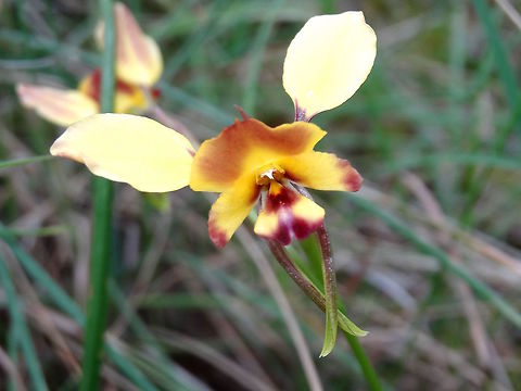 Eastern Wallflower orchid (Diuris orientis) On a fine straight stem about 30cm tall. Not sure if the white marks on the second one are damage.
Found in a dry sclerophyll forest dominated by silver leafed stringybark eucalyptus. Baluk William Flora Reserve.
Attracts native bees.  Australia,Diuris corymbosa,Geotagged,Spring