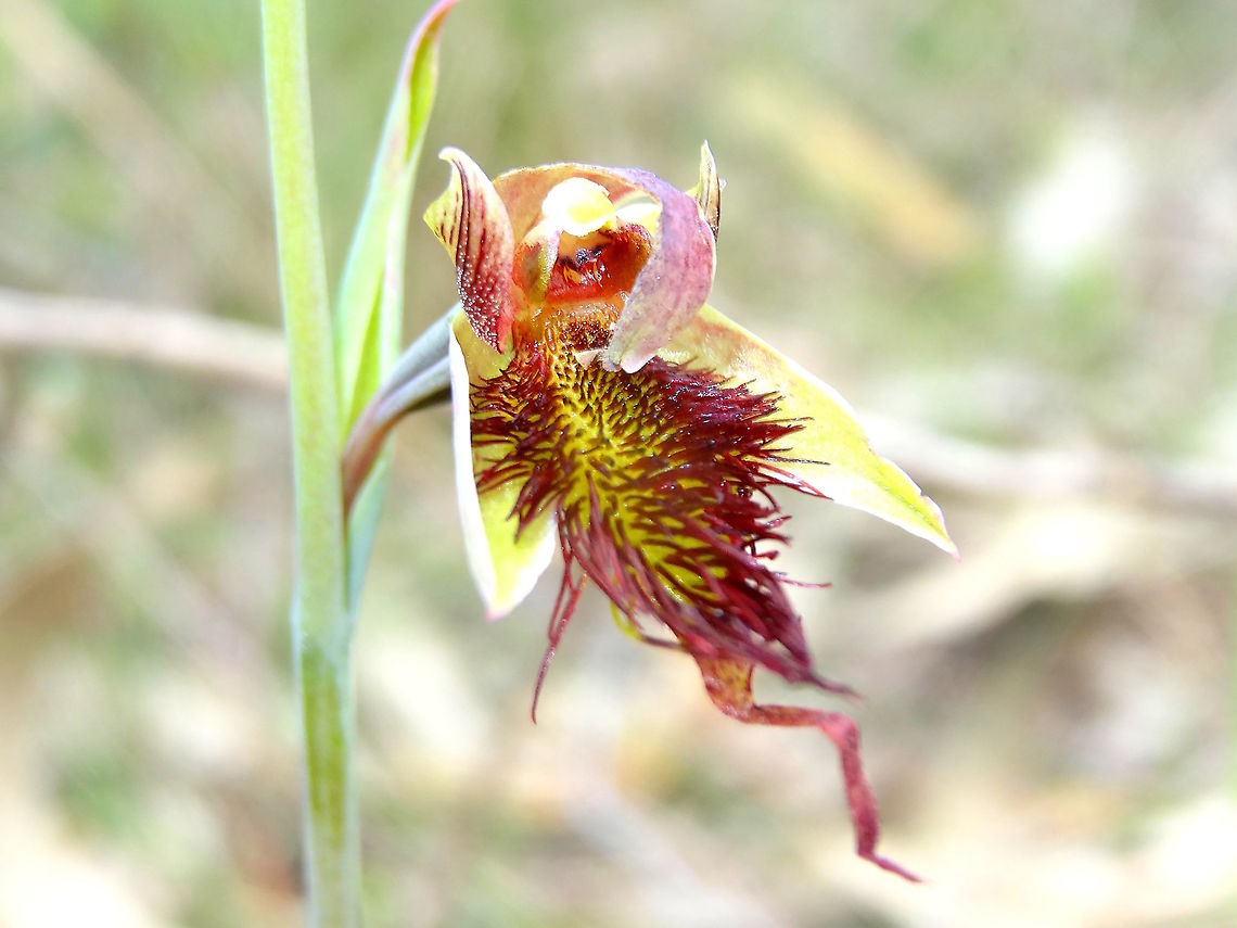 Red Beard Orchid (Calochilus paludosus) A dramatic flower about 300mm above ground on a straight stem (slightly thicker than other orchids in the area).<br />
In a dry sclerophyll forest dominated by silver leafed stringybark eucalyptus. <br />
Baluk William Flora Reserve. Australia,Calochilus paludosus,Geotagged,Red Beard Orchid,Spring