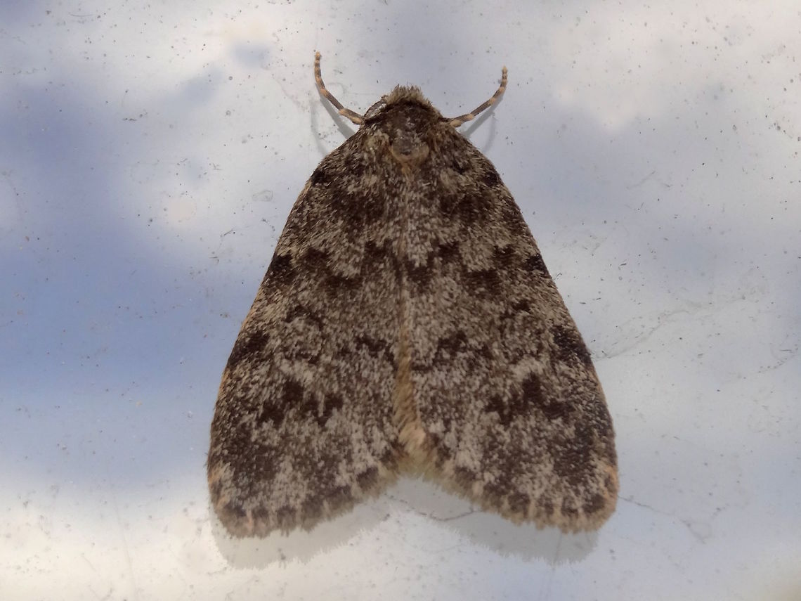 Marbled Halone (Halone consolatrix) A small common moth found in inner suburbia because that's all you get in there.<br />
This photo is interesting in that it looks like the moth is on a poster. <br />
Caused by just enough flash shadow on the glass window. Australia,Geotagged,Halone consolatrix,Spring
