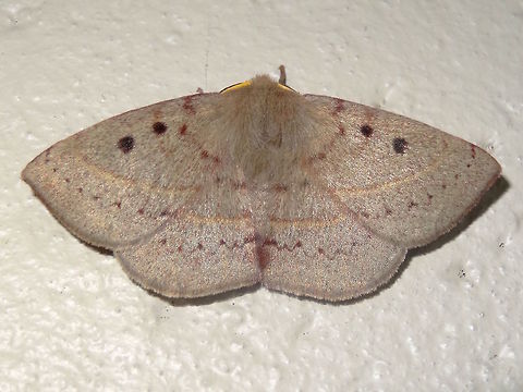 Common anthelid (Anthela acuta) A very furry and well padded moth about 35mm across. 
Melded soft pinks and browns with light patterns of dots and a few curved lines. 
Four spots near the inner costa are distinctive. So fluffy it looks fat when resting on the ground.
This one is male and can vary considerably. The females are much larger - maybe 50mm across. 
One or two generations per year depending on latitude. 
Found from southern Queensland to Tasmania. 
Feeds on grasses as larvae but in Tasmania they only eat Oak and Beech How weird is that !!
 Anthela acuta,Australia,Geotagged,Spring