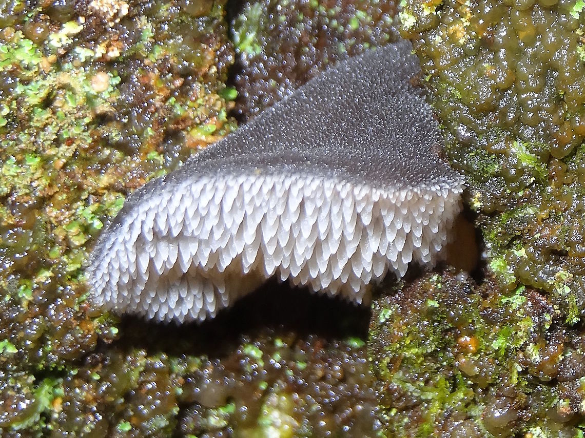 Jelly tooth (Pseudohydnum gelatinosum) Although Wiki has these as common from Alaska to northern Calif they are also common in the wetter eucalyptus forests of Australia.<br />
They are found mostly in Tasmania and .Victoria nut have been recorded as far north as Cairns, Qld. Australia,Geotagged,Pseudohydnum gelatinosum,Winter