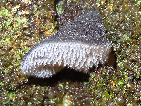Jelly tooth (Pseudohydnum gelatinosum) Although Wiki has these as common from Alaska to northern Calif they are also common in the wetter eucalyptus forests of Australia.
They are found mostly in Tasmania and .Victoria nut have been recorded as far north as Cairns, Qld. Australia,Geotagged,Pseudohydnum gelatinosum,Winter