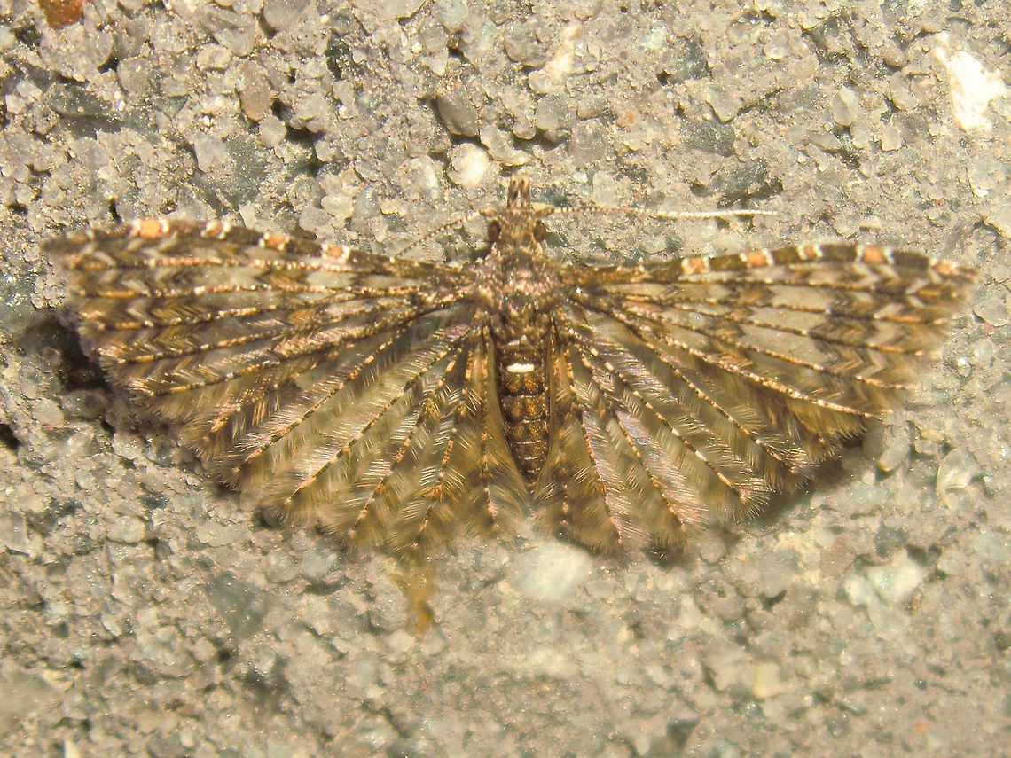 Many Plumed Moth (Alucita phricodes) This tiny moth has it&#039;s wings composed of fronds. <br />
Each frond has alternating brown and white patches.<br />
Larvae feed on Pandorea sp. vines.  Alucita phricodes,Australia,Geotagged,Winter