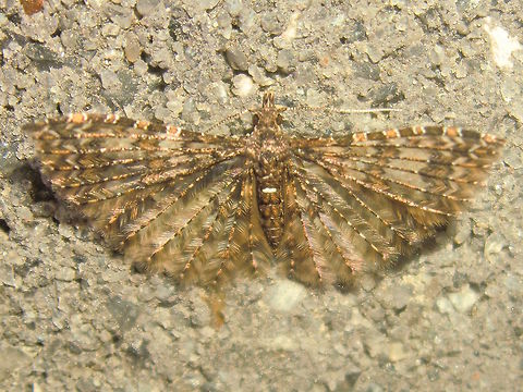 Alucita phricodes