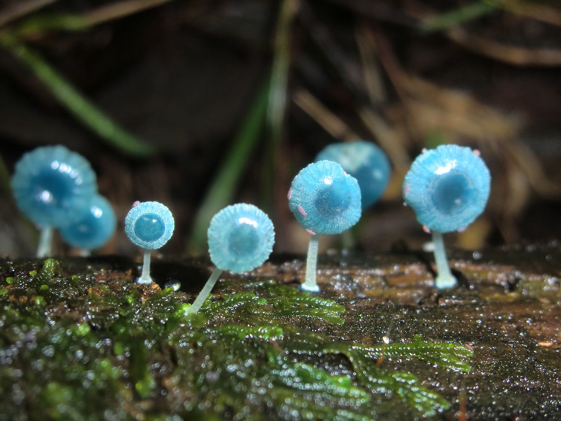 Pixies parasol (Mycena interrupta) A cluster of blue, stalked eyeballs on a wet eucalyptus log.<br />
Found in a very tall eucalyptus rainforest.<br />
 Australia,Fall,Geotagged,Mycena interrupta,Pixie's parasol