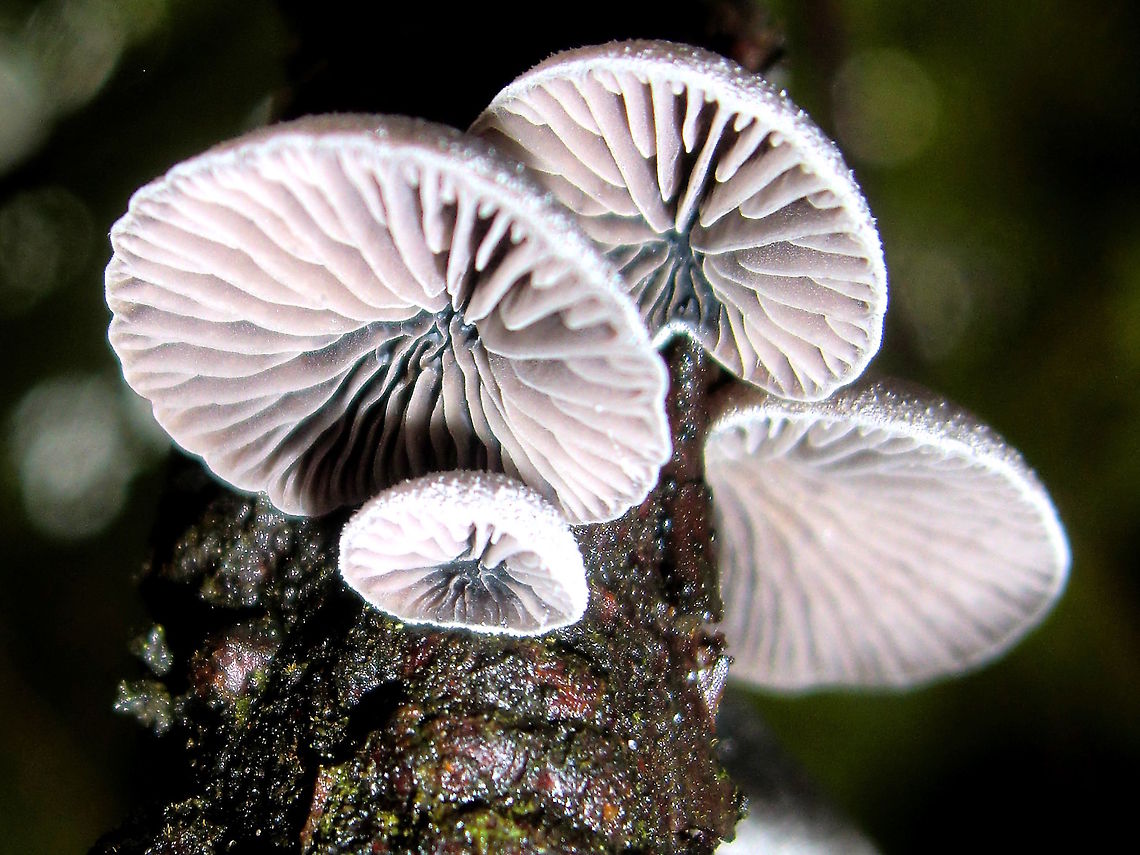 Small grey shells (?Hohenbuhelia spp) These attractive little shells were growing from a very wet twig (?Pomaderris sp)<br />
The tops were darker grey towards the centres with a rough surface like fine sandpaper.<br />
About 15mm wide. Australia,Fall,Geotagged