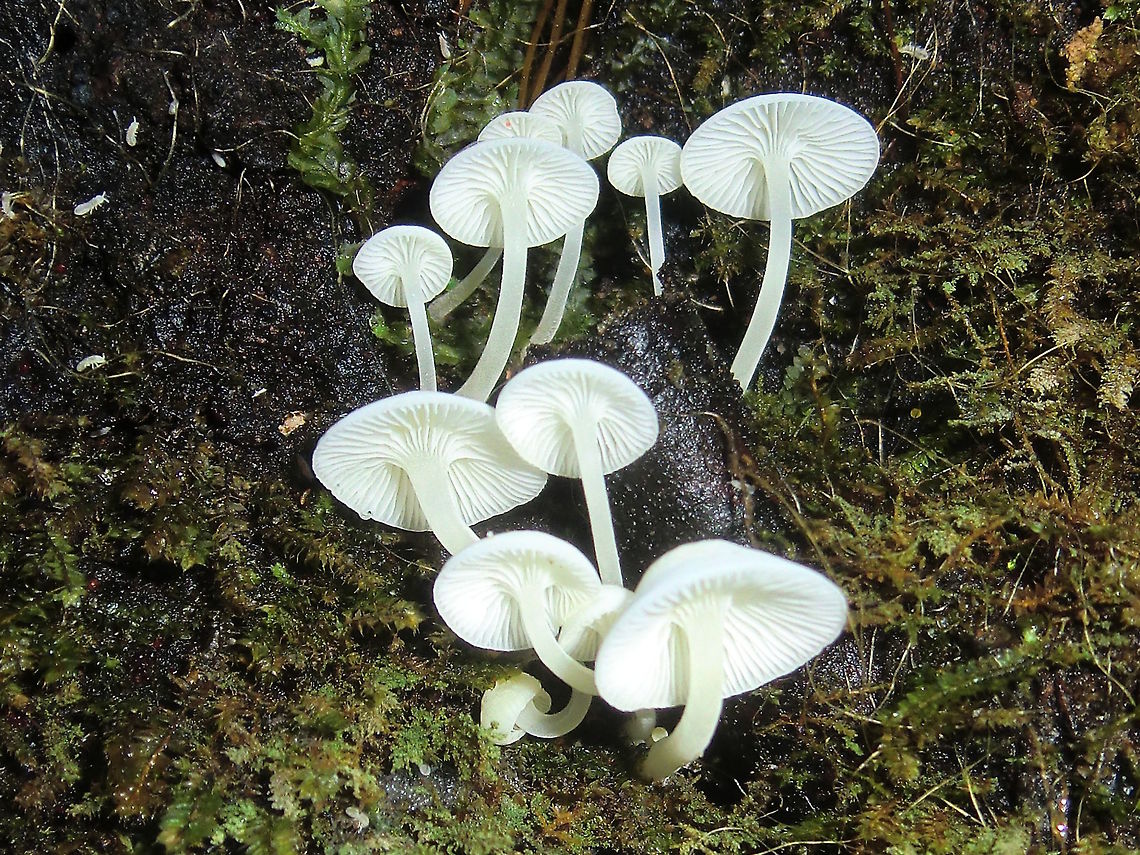 White half-bonnets (Hemimycena spp) Each cap about 35mm across; stipes about 60-70mm long<br />
Found among mosses on an earth wall in very moist rainforest.<br />
[Fuhrer 2005 - no species] Australia,DRNP,Geotagged,Hemimycena sp.,Winter