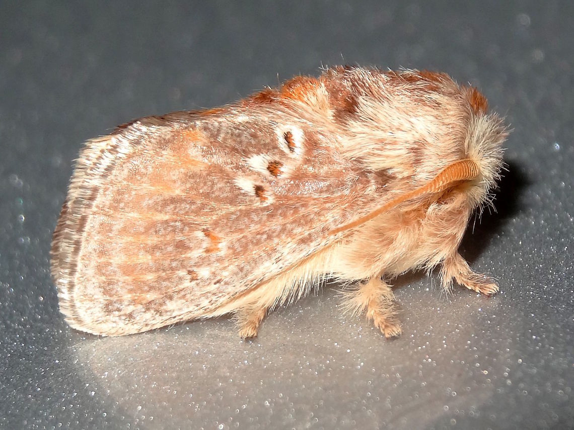 Orange Cup Moth (Pseudanapaea transvestita) This little cutie was found under security lights at a local used car dealer next to our local national park. Australia,Cup moth,DRNP,Geotagged,Limacodidae,Pseudanapaea transvestita,Spring