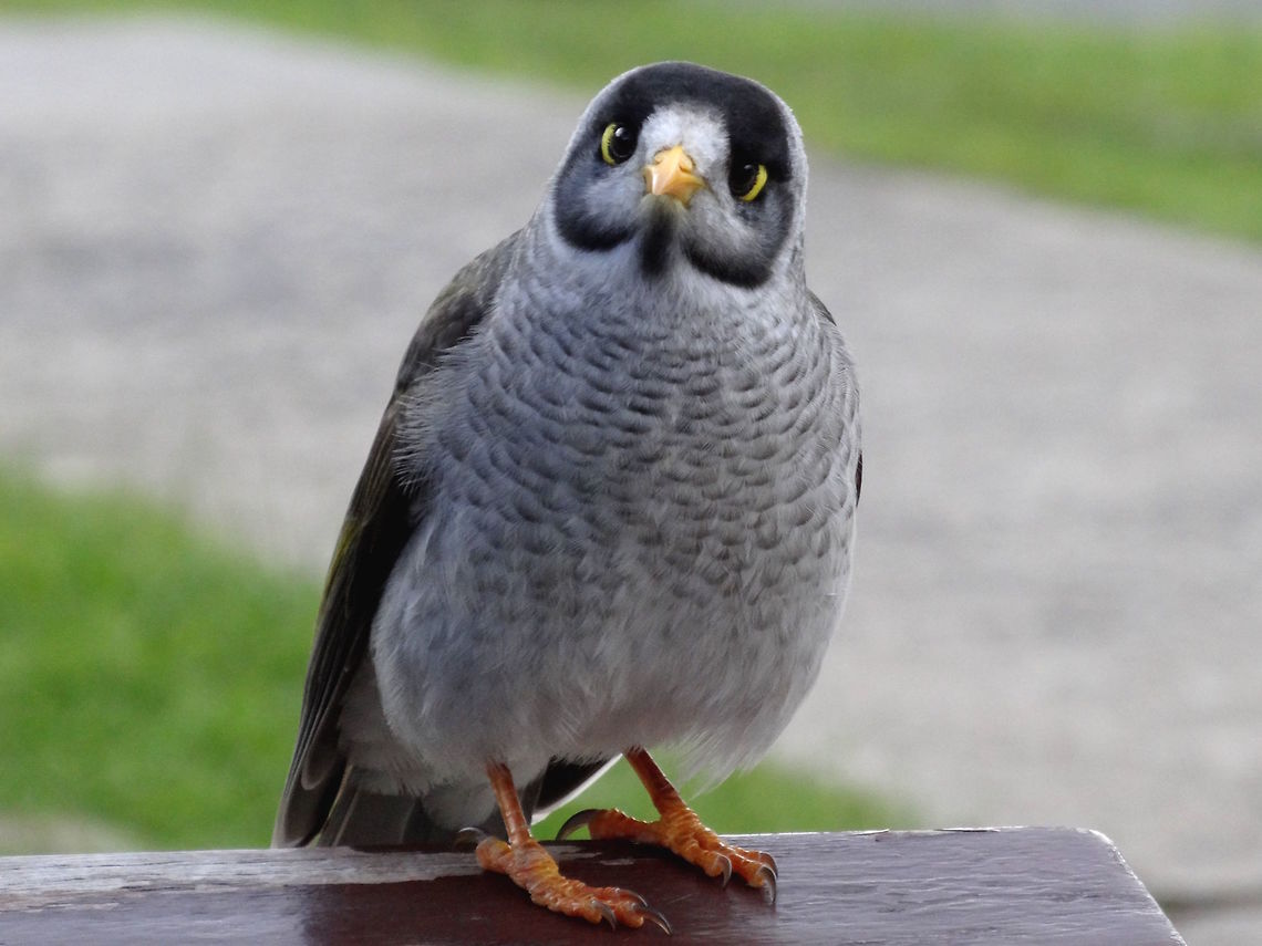 Noisy Miner (Manorina melanocephala) This youngster had already learned to annoy people who came out of the local general store. <br />
It was so bold I could have put my pocket cam right at it's beak. Australia,Geotagged,Manorina melanocephala,Noisy miner,Winter