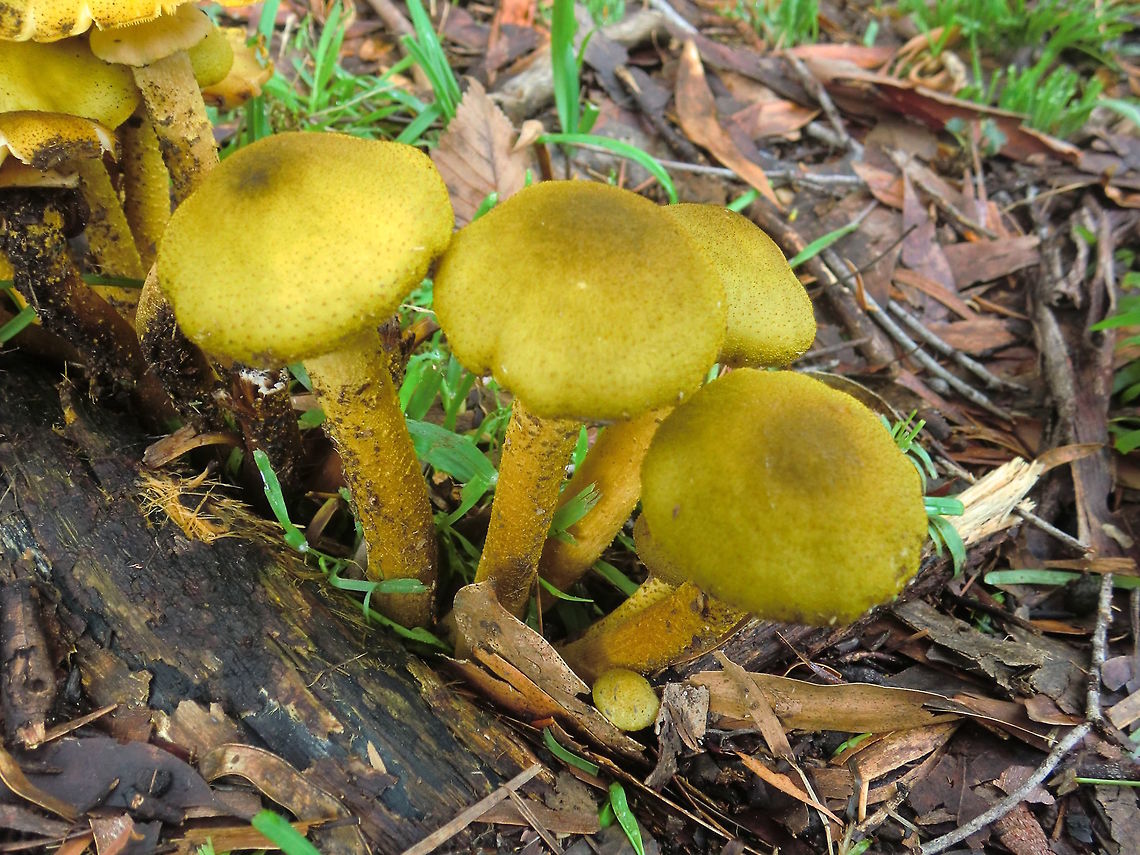 Australian honey fungus (Armillaria luteobubalina) After a very long drought we got record setting floods and these were coming up by the thousands. <br />
I suppose the endemic eucalyptus know how to live with them. <br />
Other specimens I have found were a brown or tan colour so these seemed quite unusual.<br />
Scaly stipe. Pale yellow gills. 200mm tall.<br />
 Armillaria,Armillaria luteobubalina,Australia,DRNP,Fall,Fungi,Geotagged