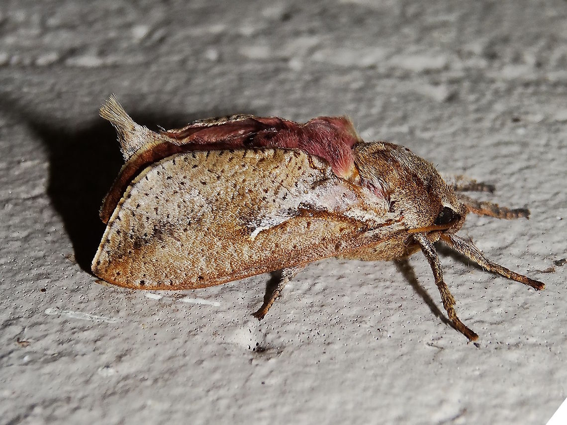 Hepialid moth ♂ (Elhamma australasiae) This specimen shows an extraordinary red colour in hind wings and thorax, and an exposed abdominal tuft which seemed wrong for the species. Estimated at 24mm long overall.<br />
In a local nature reserve adjoining a national park.<br />
Many Elhamma australasiae ♂ have been seen this year and although there is some natural variation this red has never been seen before. The males of Elhamma also show a white flash on the side but this one also seems different and wider. <br />
 Australia,Elhamma australasiae,Geotagged,Hepialidae,Male,Moth,Summer,Wicks Reserve