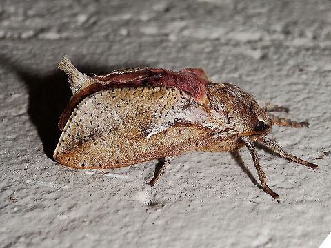 Hepialid moth ♂ (Elhamma australasiae) This specimen shows an extraordinary red colour in hind wings and thorax, and an exposed abdominal tuft which seemed wrong for the species. Estimated at 24mm long overall.
In a local nature reserve adjoining a national park.
Many Elhamma australasiae ♂ have been seen this year and although there is some natural variation this red has never been seen before. The males of Elhamma also show a white flash on the side but this one also seems different and wider. 
 Australia,Elhamma australasiae,Geotagged,Hepialidae,Male,Moth,Summer,Wicks Reserve