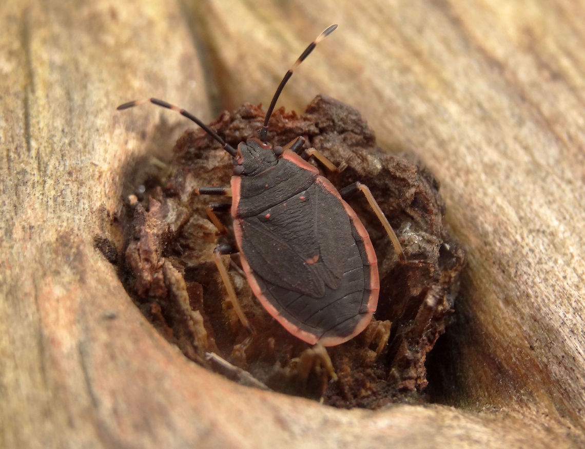 Pink margined bug (Diemenia rubromarginata) This small bug might have thought it was hard to see in this tree knot - the only blemish on a huge plain log..<br />
About 18mm long overall.<br />
 Australia,Diemenia rubromarginata,Geotagged,Pentatomidae,Pink margined bug,Spring