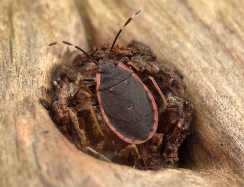 Pink margined bug (Diemenia rubromarginata) This small bug might have thought it was hard to see in this tree knot - the only blemish on a huge plain log..
About 18mm long overall.
 Australia,Diemenia rubromarginata,Geotagged,Pentatomidae,Pink margined bug,Spring