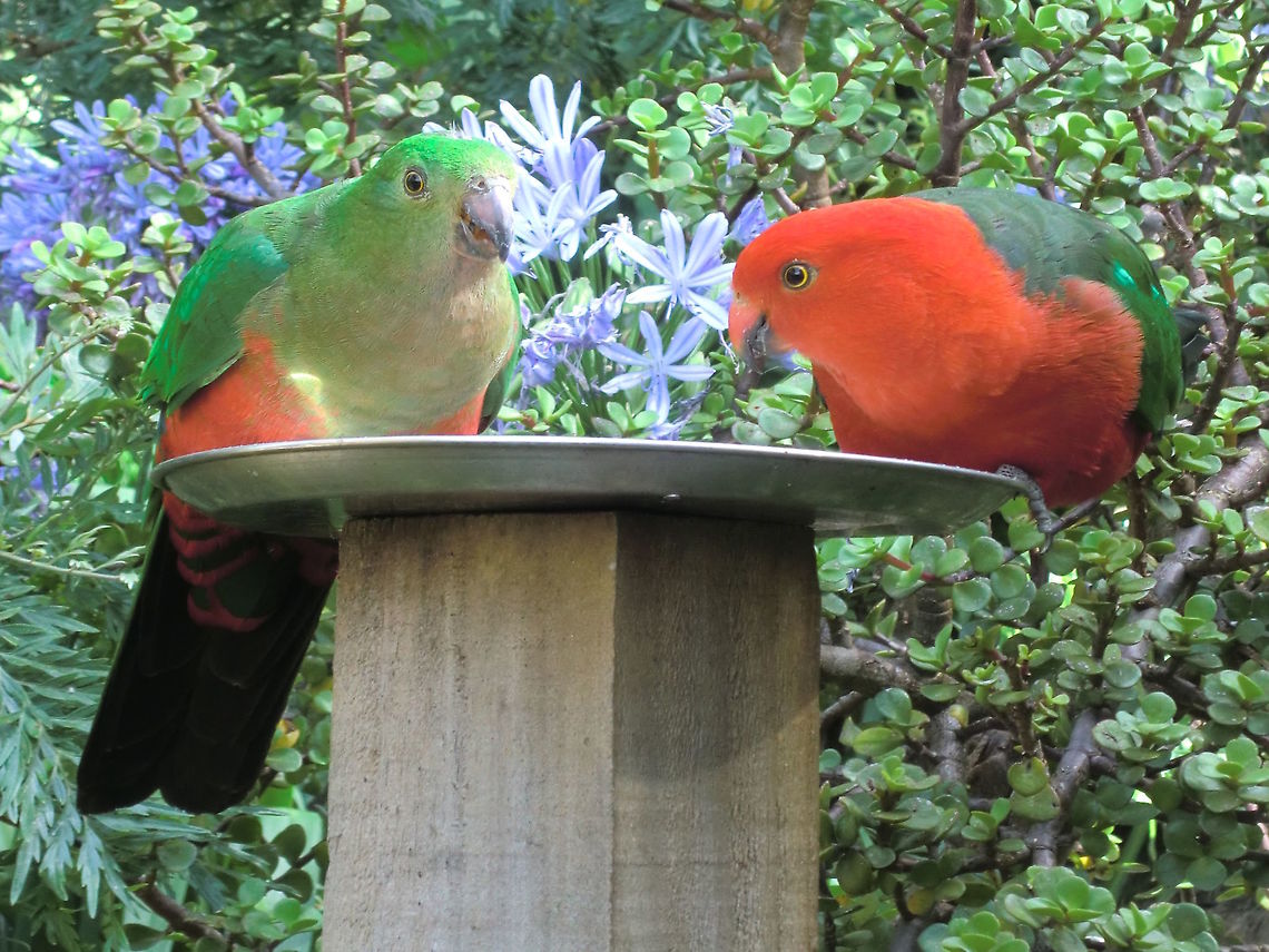 Australian King Parrots (Alisterus scapularis) King parrots are a sexually dimorphic species. <br />
This pair has been visiting us every few of months for over a decade. When they turn up the male comes close to the house and calls with a long, rising, questioning whistle. He repeats until we show ourselves. He then flies towards us and has even landed on our arm or shoulder on a few occasions. If we provide some seed he feeds for a minute or two then makes a different call to his mate. She appears usually from a safer sheltered tree and finishes off whatever he didn&#039;t. They might come for a few days and then we won&#039;t see them for many months. Considering the brief contact we have with them they seem to show incredible confidence. It is also obvious they stay as a pair for a long time if not for life. Alisterus scapularis,Australia,Australian king parrot aka muaiz,Geotagged,Summer