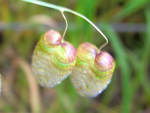 Large quaking-grass (Briza maxima) A type of grass that produces these large clusters of seeds looking like cicadas on strings or fat bees. These ones are green but as they dry they take on a more insect-like colouring and actually rattle in the breeze. The top two segments are often much darker than the rest and give the appearance of large eyes. Leuba calls them rattle snake tails. The rest of the plant is a fairly simple grass growing to about 60cm high.
Open semi-dry areas maybe with some light shade.
Another invasive species introduced into Australia. Australia,Briza maxima,Geotagged,Spring,introduced,invasive