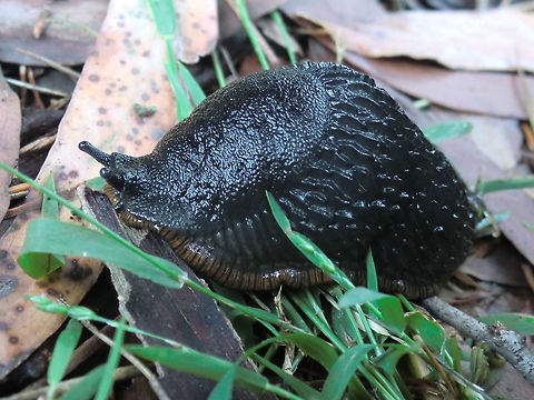 Black slug (Arion ater) These things should NOT be in Australia but were first reported in 2001 in the Dandenong Ranges 40km east of Melbourne. They were next seen in 2005 and now in 2012 I found dozens. There have also been reports of them in the Otway Ranges to the south-west of Melbourne. Regarded as a pest in Europe and England (their origin) they seem to have survived the worst drought in Victoria's recorded history and therefore might be regarded as 'established' here. 
I have just found out they are appearing in Tasmania too. What are sapiens doing.!! Arion ater,Australia,Black slug,Geotagged,Invasive species,Summer,introduced