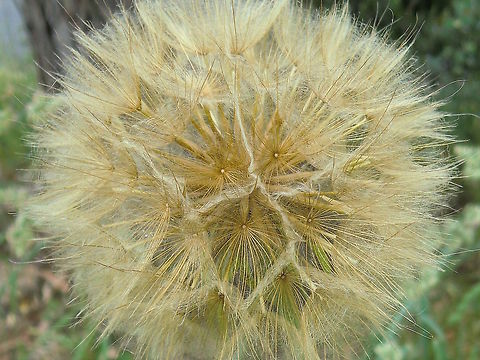 Salsify (Tragopogon dubius) About 1 metre tall this plant had multiple stems each having few nodes with big inter-nodal gaps, Flowers started as single, spear-like cones with green bracts which open to expand a yellow flower later becoming a spherical creamy coloured head of seeds called a wishie or clock.
Growing wild on a highway median strip under old plantation eucalyptus.

European perennial naturalized and invasive throughout United States and Canada. Also called Western Goat's Beard, Wild Oysterplant, Yellow Salsify, Yellow Goat's Beard, Meadow Goat's Beard, Goat's Beard, Goatsbeard, Common Salsify, or Salsify. Young roots and stems may be edible. According to Atlas of Living Australia it occurs in Southern NSW.

I do like the geometry of that seed head though. Australia,Geotagged,Invasive species,Spring,Tragopogon dubius,Western salsify,introduced