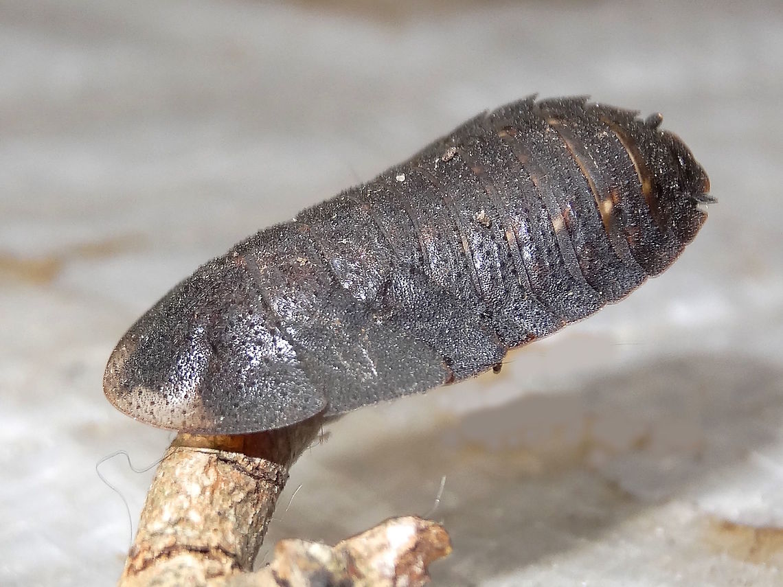 Trilobite roach female (Laxta granicollis) About 22mm long, very hard and flat and looking very trilobytish.<br />
Hiding under some firewood in an outer urban back yard.<br />
Also called &#039;Bark roaches&#039; these are also notable for their communal behaviour.<br />
Here&#039;s the male with wings <figure class="photo"><a href="https://www.jungledragon.com/image/37208/bark_cockroach_-male_laxta_granicollis.html" title="Bark Cockroach -Male (Laxta granicollis)"><img src="https://s3.amazonaws.com/media.jungledragon.com/images/2767/37208_thumb.jpg?AWSAccessKeyId=05GMT0V3GWVNE7GGM1R2&Expires=1767225610&Signature=dP42sQG%2FPbvATHzDQqT5BjQdQrU%3D" width="200" height="150" alt="Bark Cockroach -Male (Laxta granicollis) An Australian native, this reddish brown very flat cockroach was about 25 mm long. The wings had a beautiful venation. The thoracic &quot;shield&quot; had a semi-lunar anterior margin which was slightly paler in colour.<br />
The females are wingless and look like trilobites. as can be seen here.<br />
http://www.jungledragon.com/image/37209/trilobite_roach_female_laxta_granicollis.html<br />
These cockroaches live in colonies and feed on wood fibre. Australia,Bark cockroach,Geotagged,Laxta granicollis,Spring" /></a></figure> Australia,Bark cockroach,Geotagged,Laxta granicollis,Spring