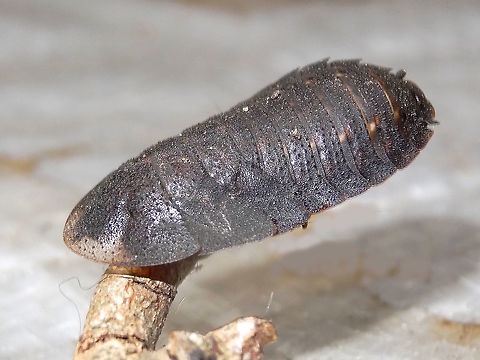 Trilobite roach female (Laxta granicollis) About 22mm long, very hard and flat and looking very trilobytish.
Hiding under some firewood in an outer urban back yard.
Also called 'Bark roaches' these are also notable for their communal behaviour.
Here's the male with wings http://www.jungledragon.com/image/37208/bark_cockroach_-male_laxta_granicollis.html Australia,Bark cockroach,Geotagged,Laxta granicollis,Spring