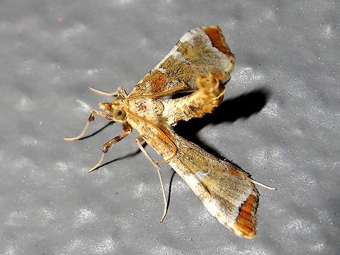 Eggfruit Caterpillar moth (Sceliodes cordalis) This moth rests propped on it's splayed wings with it's abdomen hooked into the air (female send messages?). 
Rich ochre, tan and white tones in wing patterns.Found high on the wall under strong light at night.
Also commonly called Poroporo Fruit Borer in NZ and Eggfruit Caterpillar in Australia. 
Note some scales are missing particularly on the nearer wing. 
The caterpillars are an agricultural pest on various members of the family Solanacea, tunneling into the stems and fruit. 

http://lepidoptera.butterflyhouse.com.au/spil/cordal.html Australasia,Australia,Geotagged,Leucinodes cordalis,Summer
