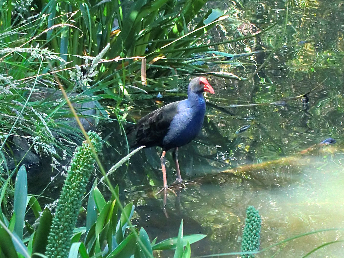 Purple swamphen (Porphyrio porphyrio melanotus) Looking quite contented in a small swampy area at the edge of lake in public parkland.<br />
A medium sized bird with red bill and electric blue breast, nech and head. Red eyes. Black outer on wings. <br />
Long pale red legs with long toes but no webbing. Australasian swamphen,Australia,Geotagged,Porphyrio melanotus,Spring