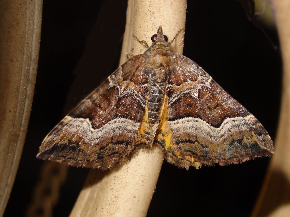 Lucid carpet (Chrysolarentia lucidulata) From above - a lush mixture of rich chocolate and creamy vanilla waves and lines with intense chrome-yellow hind wings. <br />
From below the wings are fairly plain yellow ochre with a couple of dark eye-spots and wavy lines. <br />
At rest it held it&#039;s wings in a strange cowled position. About 25mm long.<br />
Attracted to lights in a back yard.<br />
 Australia,Chrysolarentia lucidulata,Geotagged,Lucid carpet,Summer