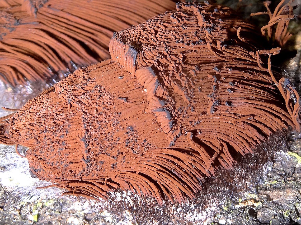 Chocolate tube slime mold (Stemonitis axifera) This pile of stringy chocolate is the best one I have found. <br />
It was about 25cm square, really densley packed, and on the shaded side of a large gum tree. <br />
Found in a tiny nature reserve in rainforest.<br />
I suspect Stemonitis axifera but species level ID really requires microscope work.<br />
Another possibility is S fusca. Australia,Geotagged,Stemonitis axifera,Summer,slime mold,stemonitis