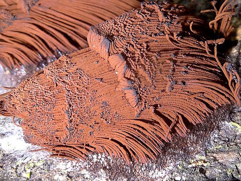 Chocolate tube slime mold (Stemonitis axifera) This pile of stringy chocolate is the best one I have found. 
It was about 25cm square, really densley packed, and on the shaded side of a large gum tree. 
Found in a tiny nature reserve in rainforest.
I suspect Stemonitis axifera but species level ID really requires microscope work.
Another possibility is S fusca. Australia,Geotagged,Stemonitis axifera,Summer,slime mold,stemonitis