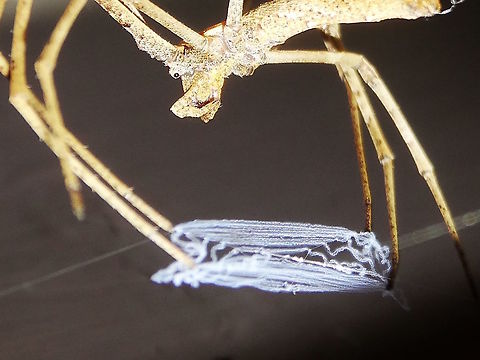 Netcasting spider (Deinopis subrufa) This spider was found in our garden just after dusk and it would not be distracted from it's purpose of waiting until an ant walked under it's web. The web silk is bluish and incredibly stretchy.
They also have amazing eyes with the lowest F number in the animal world. 
They also grow a special light-sensitive membrane inside their eyes each evening and resorb it each morning.
The net is held just above a plain surface upon which they have placed two bright white spots to aid prey and motion assessment. Australia,Deinopis subrufa,Geotagged,Spider,Spring