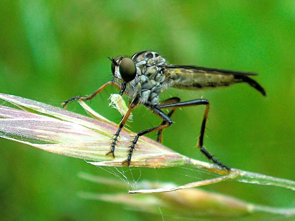 Small Yellow Robber Fly (Dolopus sp.) It's found a snack. <br />
About 15mm long so probably not Dolopus rubrithorax. <br />
Could be this one <a href="http://www.brisbaneinsects.com/brisbane_robbers/SmallYellow.htm" rel="nofollow">http://www.brisbaneinsects.com/brisbane_robbers/SmallYellow.htm</a><br />
 Asilidae,Australia,Feeding,Geotagged,Robber fly,Spring