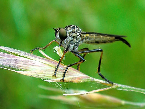 Small Yellow Robber Fly (Dolopus sp.) It's found a snack. 
About 15mm long so probably not Dolopus rubrithorax. 
Could be this one http://www.brisbaneinsects.com/brisbane_robbers/SmallYellow.htm
 Asilidae,Australia,Feeding,Geotagged,Robber fly,Spring
