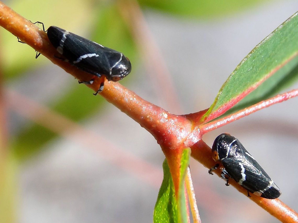 Two lined gumhoppers (Eurymeloides bicincta) A Mexican standoff. These two were just staring at each other without blinking. <br />
The duelist on the left has an attendant ant hiding under the stem behind it.<br />
About 10mm long. <br />
Found on a eucalyptus sapling in a local nature reserve. Australia,Eurymeloides bicincta,Geotagged,Two-lined gum-treehopper,Winter,hemiptera