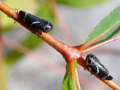 Two lined gumhoppers (Eurymeloides bicincta) A Mexican standoff. These two were just staring at each other without blinking. 
The duelist on the left has an attendant ant hiding under the stem behind it.
About 10mm long. 
Found on a eucalyptus sapling in a local nature reserve. Australia,Eurymeloides bicincta,Geotagged,Two-lined gum-treehopper,Winter,hemiptera