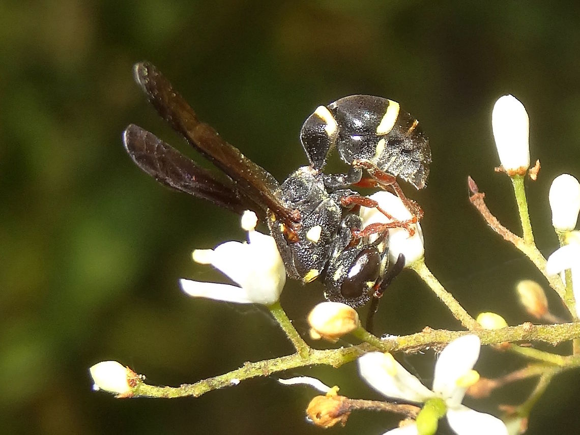 Eumenninae wasp (?Paralastor sp.) A type of potter wasp exploring flowers in a local nature reserve.<br />
Estimated 15mm long. <br />
This one resembles a local specialist fly which appears at the same time of year and hunts spiders.<br />
<figure class="photo"><a href="https://www.jungledragon.com/image/36349/spider_hunting_fly_leucopsina_odyneroides.html" title="Spider hunting fly ♂ (Leucopsina odyneroides)"><img src="https://s3.amazonaws.com/media.jungledragon.com/images/2532/36349_thumb.jpg?AWSAccessKeyId=05GMT0V3GWVNE7GGM1R2&Expires=1759968010&Signature=3KqpGEbO%2FoOMkYkA0ry4scknShY%3D" width="200" height="150" alt="Spider hunting fly ♂ (Leucopsina odyneroides) A small head with all-encompassing eyes. High domed thorax. <br />
Very large calypters which give away it&#039;s flyness. <br />
Body length about 10mm. <br />
On Leptospermum or Kunzea sp. flowers at the edge of a local national park.<br />
This fly is visually very similar to a species of wasp which appears at the same time of year that I think there must be some mimicry going on.  http://www.jungledragon.com/image/37270/eumenninae_wasp_paralastor_sp.html Australia,Geotagged,Leucopsina odyneroides,Spring,diptera,mimicry" /></a></figure><br />
 Australia,Geotagged,Paralastor sp.,Summer,Wasp