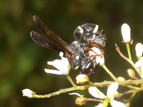 Eumenninae wasp (?Paralastor sp.) A type of potter wasp exploring flowers in a local nature reserve.
Estimated 15mm long. 
This one resembles a local specialist fly which appears at the same time of year and hunts spiders.
http://www.jungledragon.com/image/36349/spider_hunting_fly_leucopsina_odyneroides.html
 Australia,Geotagged,Paralastor sp.,Summer,Wasp