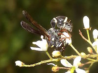 Eumenninae wasp (?Paralastor sp.) A type of potter wasp exploring flowers in a local nature reserve.<br />
Estimated 15mm long. <br />
This one resembles a local specialist fly which appears at the same time of year and hunts spiders.<br />
http://www.jungledragon.com/image/36349/spider_hunting_fly_leucopsina_odyneroides.html<br />
 Australia,Geotagged,Paralastor sp.,Summer,Wasp