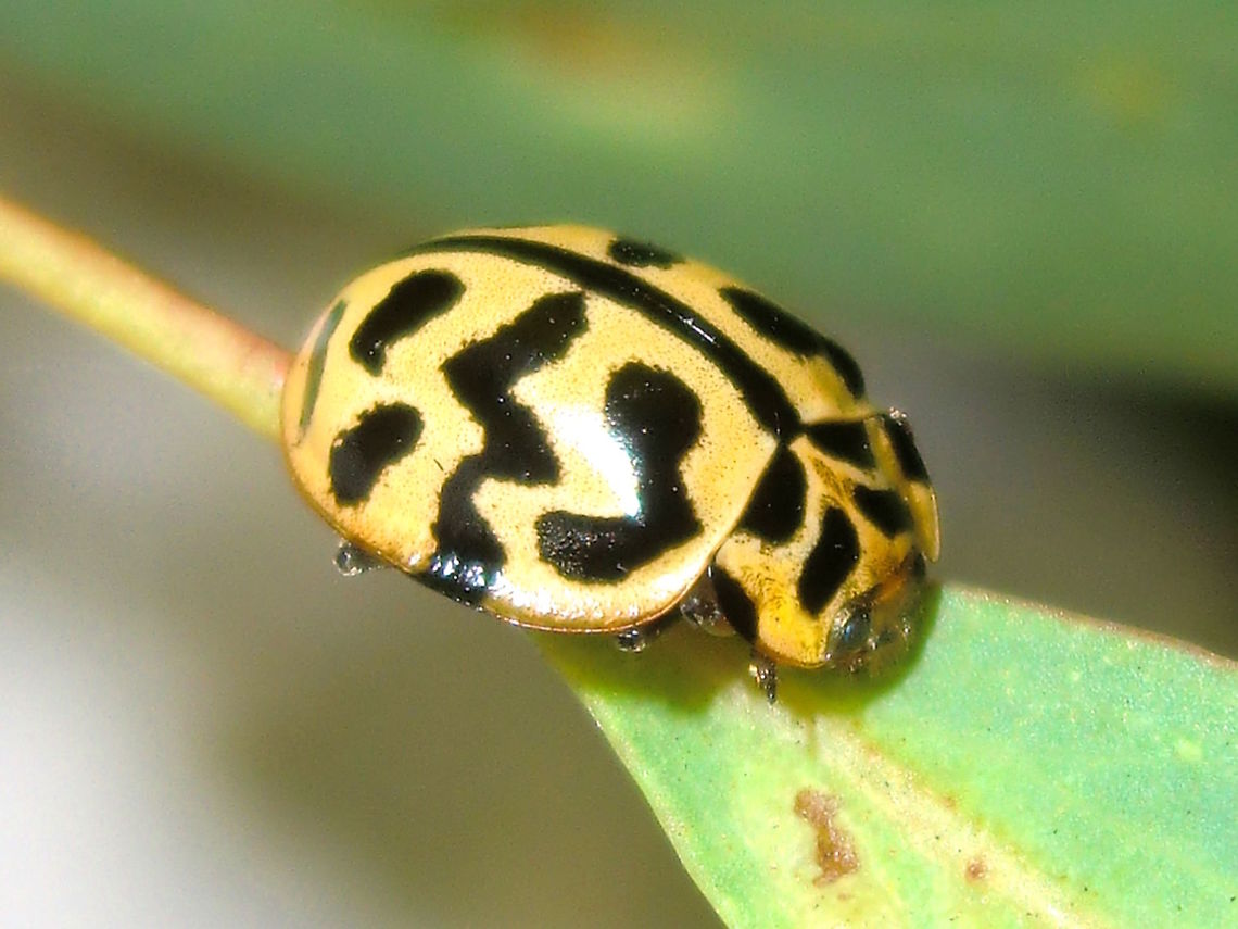 Tasmanian ladybird (Cleobora mellyi) Alsofound in southern mainland states,<br />
This one was exploring eucalyptus in a local sports reserve.<br />
 Australia,Cleobora mellyi,Geotagged,Spring,Tasmanian ladybird