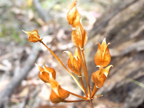 Golden flower heads (?) This flower head was crispy dry, a great colour, and on a small weedy looking plant in a local flower reserve.
About 60cm high
Yet to search for species. Australia,Geotagged,Summer