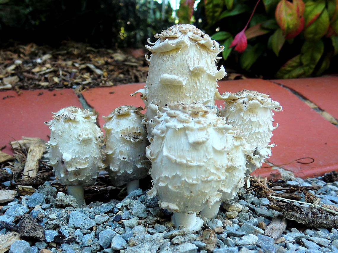 Lawyer's wig (Coprinus comatus) Pileus dry, white with brown centre, becoming coarse white curved scales; gills white and crowded looking; stipe 10 cm long, 1.5 cm thick, white, smooth and hollow;...<br />
Suburban driveway; very compacted 'Lilydale toppings" (clay with crushed quartzite and granite?) which would seem a difficult 'choice' for any fungi. I can only guess there was something organic buried within the clay.<br />
Also known as 'Shaggy mane' ... (edible). Australia,Coprinus comatus,Fall,Geotagged,Shaggy ink cap