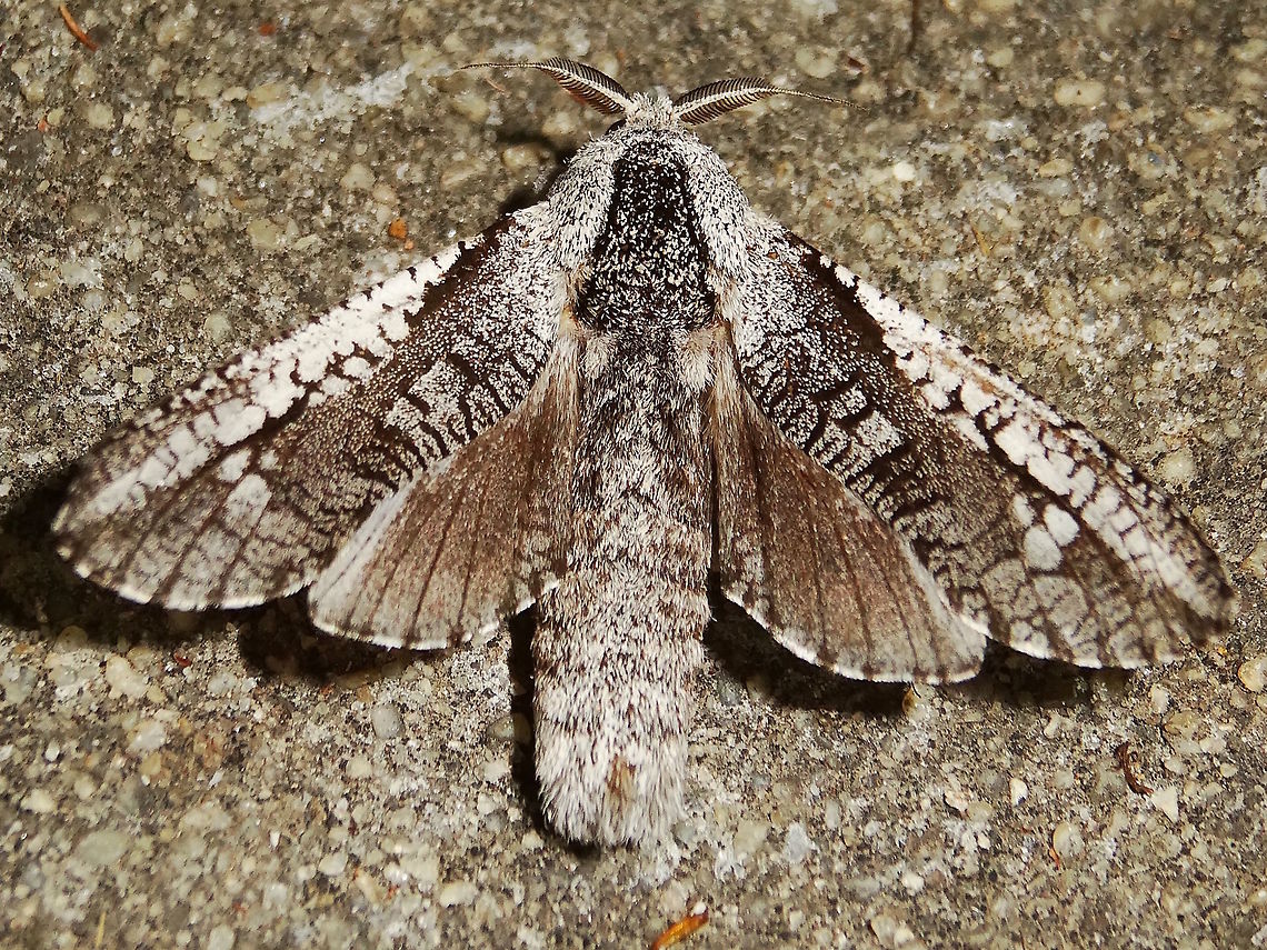 Cossid moth (Endoxyla secta) About 50mm long (probable approx wingspan 100mm) this is a medium to small member of the genus in Australia with some of the largest and heaviest moths known.<br />
Attracted to lights on the edge of a local national park.<br />
I was surprised to find this as we are experiencing an extended dry period. Larva would have fed in eucalyptus or acacia trees. Also called &#039;goat moths&#039; there are over a hundred species that all look somewhat similar. Australia,Cossidae,Endoxyla,Endoxyla secta,Geotagged,Spring,moth
