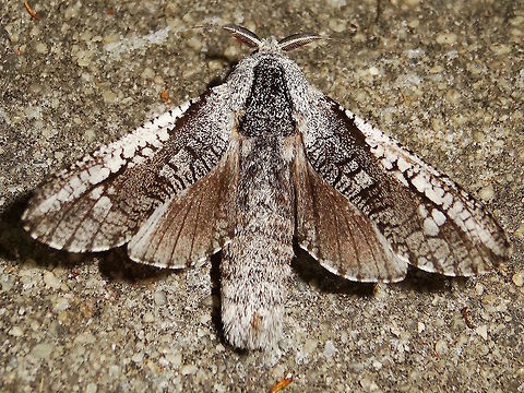 Cossid moth (Endoxyla secta) About 50mm long (probable approx wingspan 100mm) this is a medium to small member of the genus in Australia with some of the largest and heaviest moths known.
Attracted to lights on the edge of a local national park.
I was surprised to find this as we are experiencing an extended dry period. Larva would have fed in eucalyptus or acacia trees. Also called 'goat moths' there are over a hundred species that all look somewhat similar. Australia,Cossidae,Endoxyla,Endoxyla secta,Geotagged,Spring,moth