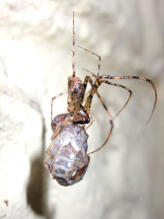 Pirate spider catches scorpion (Cercophonius squama) While there are a few 'lunch' shots around.... I was lucky to swatche the whole process here. <br />
The spider (Mimetidae;Australomimetus sp.) paralysed the scorpion, (although the scorpion looked much bigger), wrapped it and put a thread on, went back up the wall to it's lair, then hanging by one leg hauled the scorpion up at least a metre.<br />
Crazy world. Australia,Cercophonius squama,Geotagged,Pirate spider,Scorpion,Spider,Summer,prey